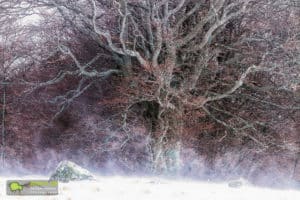 Lingas, arbres et tentacules