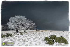 Lingas terres de givre et de glace