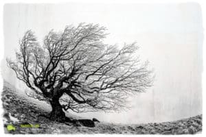 Lingas, photomontage avec texture