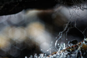 Phycomycètes et collembole Sminthurinus sp.