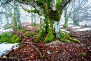 Lingas, Les gardiens de la forêt