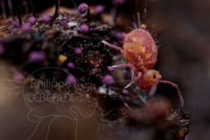 Collembole parmi des fructifications de myxomycètes