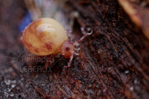 Collembole parasité par un champignon patogène mortel