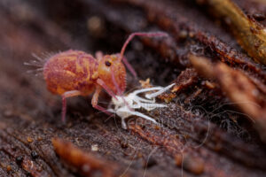 Collembole mangeant sa mue