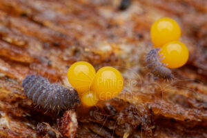 Colembole Neanura sp. mangeant des fructifications de myxomycètes