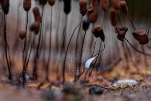 Collembole Tomocerus sp. parmi des fructifications de myxomycètes Stemonitis sp.