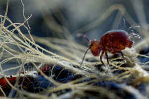 Collembole Dicyrtoma fusca sur réseau mycélien