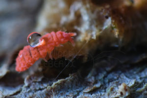 Collembole Bilobella braunerae avec une goutte d'eau