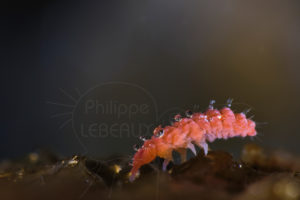Collembole Bilobella braunerae recouvert de gouttelettes d'eau