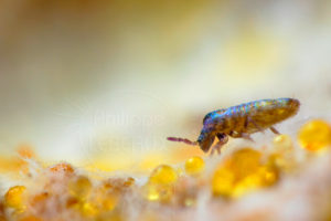 Colembole Lepidocyrtus curvicollis photographié sur le sol recouvert de gouttes d'eau