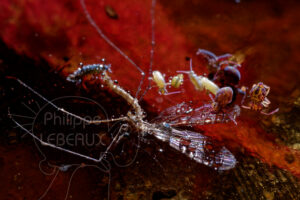 Diptère mort avec divers espèces de collemboles