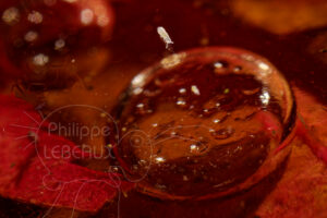 Collembole avec bulle d'air sous la glace