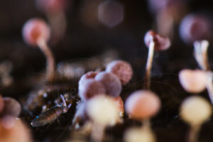 Colembole Lepidocyrtus curvicollis photographié parmi des myxomycètes