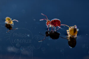 Collemboles pris au piège sur l'eau