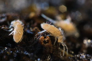 Collemboles Sinella curviseta photographiés en hiver