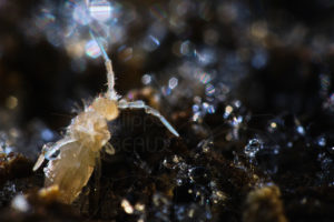 Collembole Sinella curviseta mort. On distingue sa furca repliée sous son abdomen