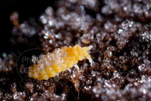 Collemboles Bilobella auriantiaca recouvert de cristaux de givre