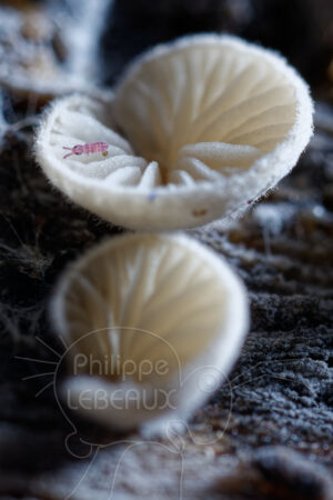 Collembole juvénile sur champignons