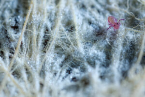 Collembole avec mycéliums recouvert de givre