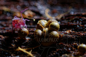 Collembole sur myxomycètes