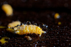 Collemboles Bilobella auriantiaca