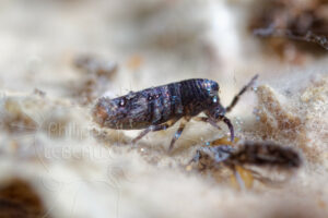 Collembole Lepidocyrtus curvicollis