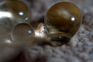 Collembole Arrhopalites sp.