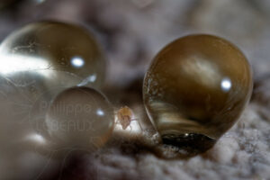 Collembole Arrhopalites sp.