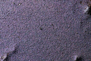 regrouppement de collemboles Ceratophysella sp.