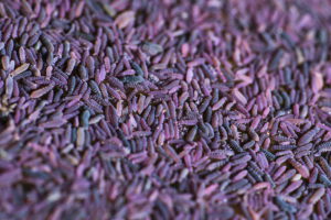 regrouppement de collemboles Ceratophysella sp.