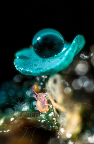 Collembole sous champignon vert