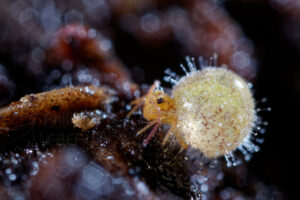 Collembole parasité par un champignon patogène mortel