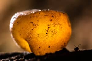 Champignon ascomycète et collembole