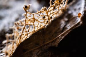 collembole sphareidia pumilus femelle