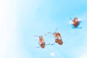 Collemboles globulaires pris au piège sur flaque d'eau