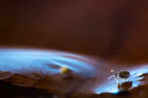 Collembole Sminthurinus nige pris au piège sur flaque d'eau