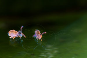Collemboles pris au piège sur flaque d'eau
