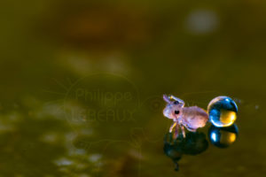 Collembole et goutte d'au