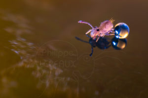 Collembole pris au piège sur flaque d'eau