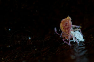 Collembole faisant sa mue