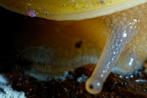 Collembole sur coquille d'un escargot