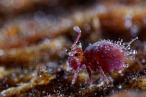 Collembole Dicyrtoma fusca recouvert de goutelettes d'eau