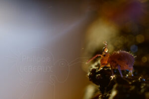 Collembole et gouttes d'eau