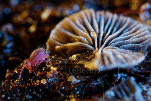 Collembole à côté d'un champignon ascomycète