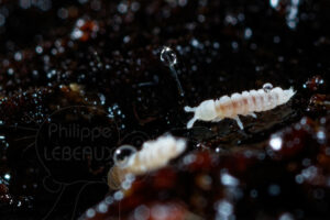 Spermatophore et collemboles