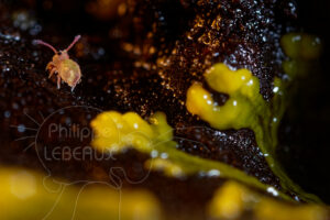 Blob et collembole juvénile