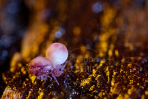 collembole parasité