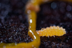 Collembole Billobela auriantiaca mangeant sur un blob