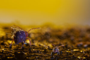 Collemboles adultes et juvéniles vue de dos