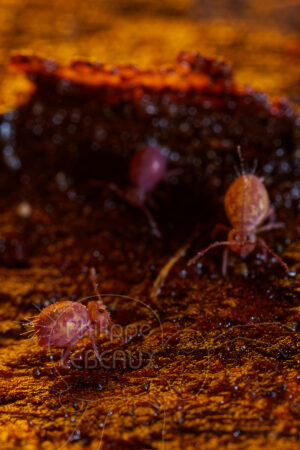 Regroupement de collemboles